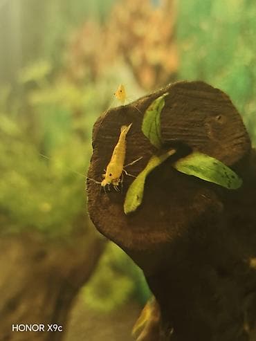 jack russell terrier: Sarı akvarium krevetləri (Neocaridina) – sakit və bitkili akvariumlar — 3
