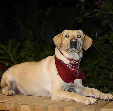 İtlər: Labrador-retriver, 6 il, Dişi — 5