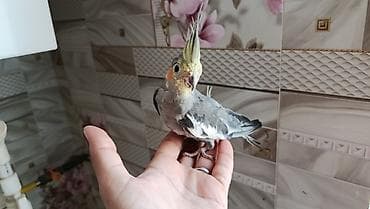 Korella balalari satilir 4-5 aykiqdilar ele oyresibler 4 ededi biri
