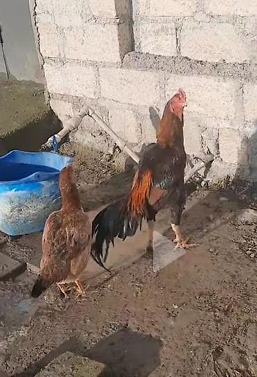 kend toyuqu: Xorxdu bece deyil bir gözu kordu isdel döluy sagla isder elesdir — 3