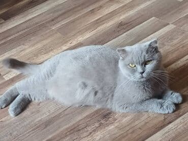 вольер для кота: Шотландская, В добрые руки — 4