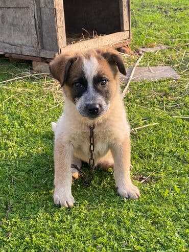 basenc itləri: Alabay, 1 ay, Erkek, Cütləşmə üçün, Ünvandan götürmə — 15