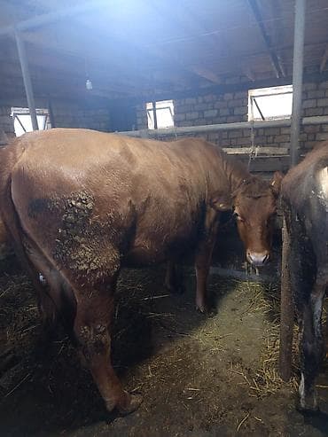 inek satan: Qırmızı rəngli anqus düyə 1yaş 6 aylığ– südlük və ətlik istiqamətli - — 3