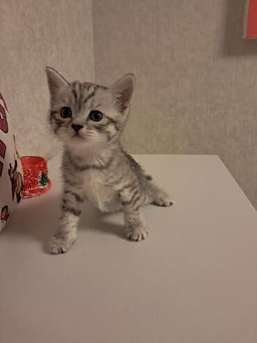 pişiy satışı: Şotland, Erkək, Dişi — 5