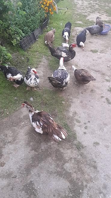 Salam gördüyünüz ördəklərin ucuz qiymətə yumurtaları satılır səsli