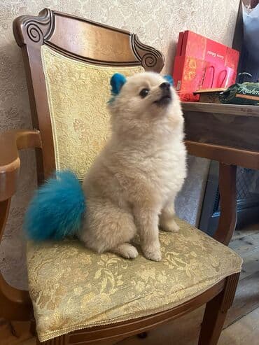 pomerian şpits: Шпиц, 1 год, Самец, Для вязки — 4