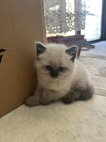 pişik almaq: Şotland — 2