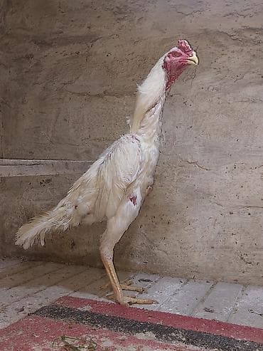 bece cuceler: Toyuq cücələri, Damazlıq — 2