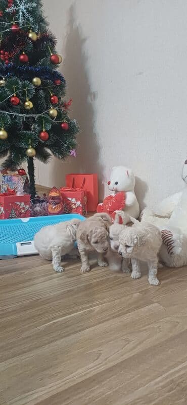 золотистый ретривер баку: Пудель, Самка, С прививками, Платная доставка — 7