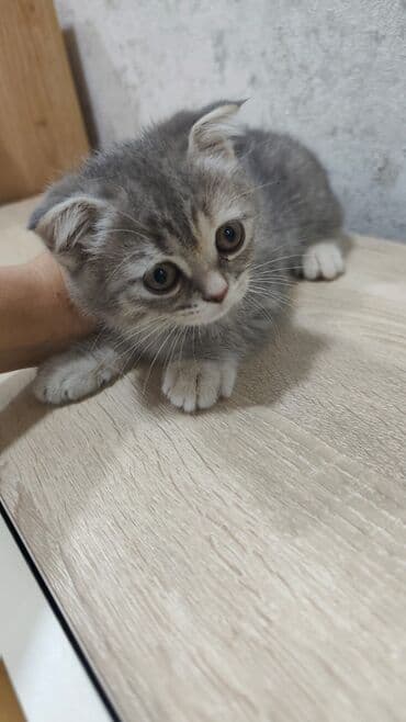 it etibarlı əllərə verilir: 50 ile 250 arasi cins saf qan pisiklerimiz var( Silver sinsila temiz — 8