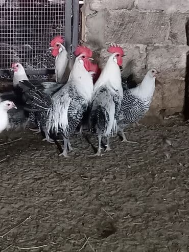 xarkov sortu toyuq: Brekel cinsi xoruzlar satılır.8 aylaqdılar.Kürdəxanıdadır — 1