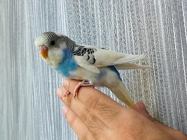 qartal sekli: Növ: Dalğıç papağanı (budaq quşu/budgerigar) Cinsiyyət/yaş: Şəkillərə — 3