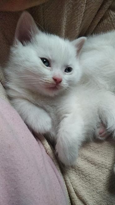 Аквариумы: Шотландская, Самец, Самка — 4