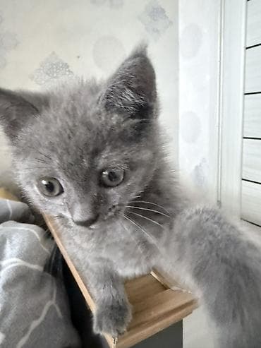 Dişi, Yaxşı əllərə