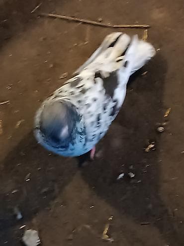 Göyərçinlər: Qardaşlar gördüyünüz quşalar satılır 1 dənə şişman erkek 1 dənə London — 4