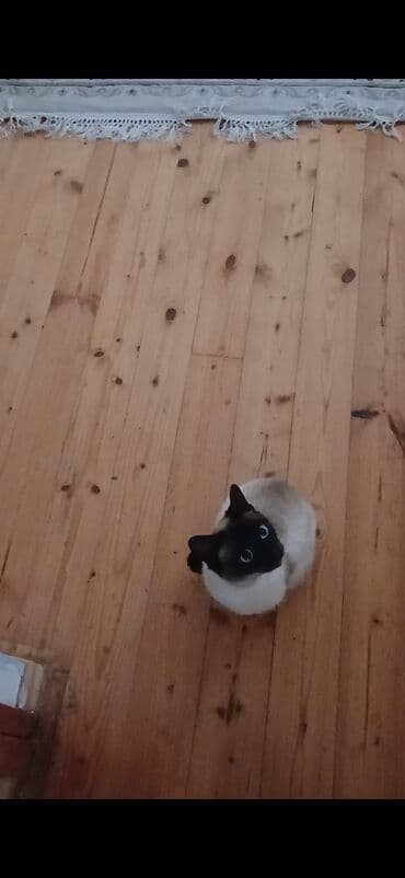 menali it adlari: Siam, Dişi — 2