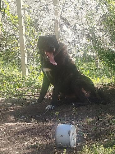 doyuş itleri: İt – iri cüssəli, qara-qəhvəyi rəngli, sinəsində ağ ləkəsi olan, güclü — 9