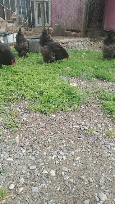 kend toyuqlari: Toyuq, Brama, Damazlıq — 3