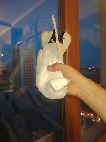 Super əla quşdur ucuşu var mohtesəm quşdur səkildə gorunduyu kimi dum — 4