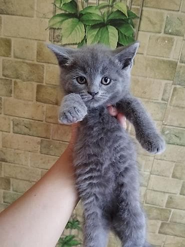 cins pisikler: Boz tüklü balaca pişik balası - Rəng: vahid tünd-boz (dumansı) — 4