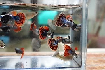 beta baligi: Quppi, Sülhsevər, Ünvandan götürmə — 6