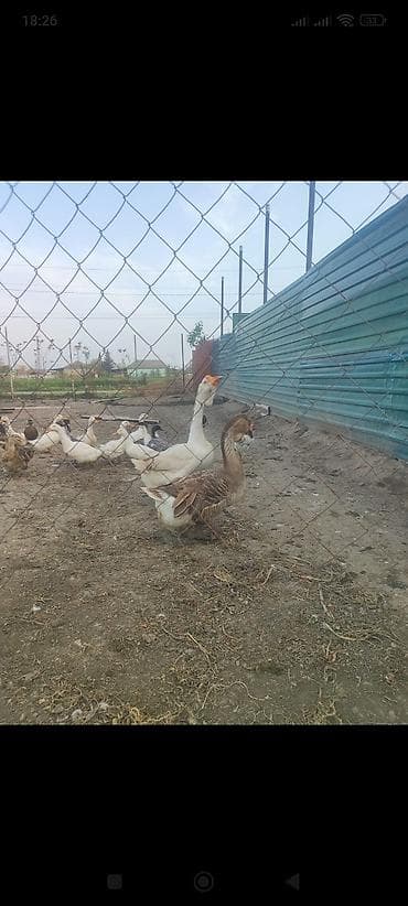 labrador iti satilir: Xalmaqor qaz satlir 350 manat ünvan Cəlilabad rayonu — 2