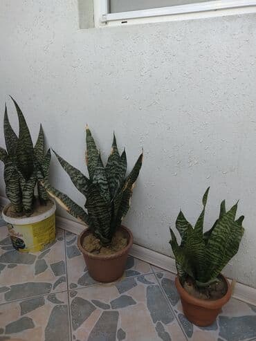 qılınc gulu: Pegaber qılınc Gülü oksigen çox olduğu üçün çox gözəl güldür — 2