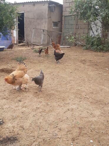 Brama toyugu satilir 40 azn