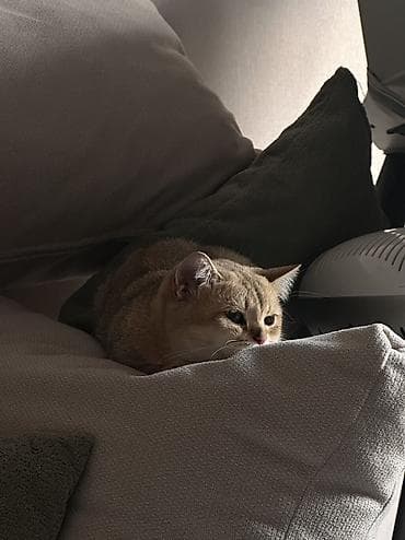 голд шиншилла: Шиншилла — 3