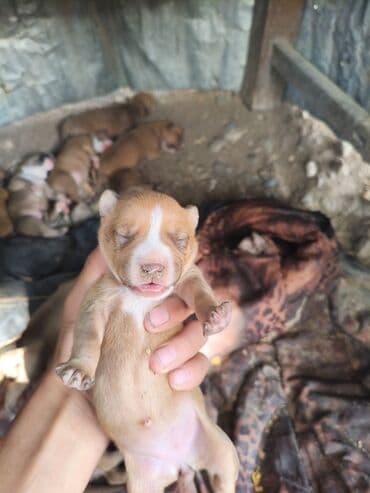 ayagi tuklu toyuqlar: Pitbul, 1 ay, Ünvandan götürmə, Rayonlara çatdırılma, Pulsuz çatdırılma — 1