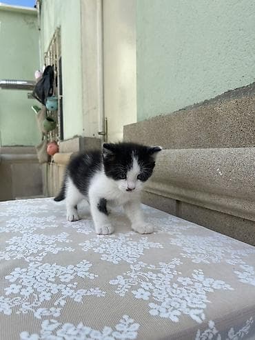 pisik ag: Erkək, Yaxşı əllərə — 3