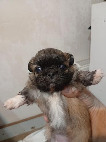 Pekines, 1 ay, Erkek, Peyvəndli, Ünvandan götürmə lalafo.az -da Pekines, 1 ay, Erkek, Peyvəndli, Ünvandan götürmə