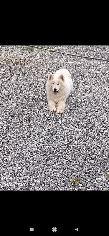 5 gunluk is elanlari: Samoyed, 10 ay, Dişi, Cütləşmə üçün, Ünvandan götürmə — 1