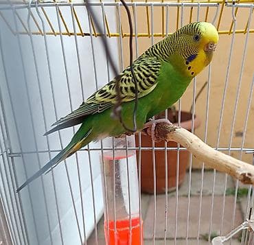 Heyvanlar üçün mallar: Tutuquşu qəfəsi ilə birlikdə satılır. 25 AZN son qiymətdir. əlavə 5 — 1