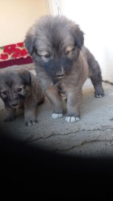 spic it: Xaski, 1 ay, Erkek, Ünvandan götürmə, Pulsuz çatdırılma, Ödənişli çatdırılma — 10