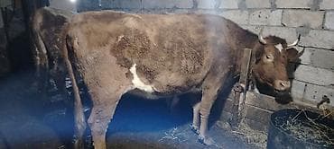 mal qara fermalari: Salam.1 ci qarın 5 aylıq boğaz simental və limuzin cinsi mələzi. Çox — 6