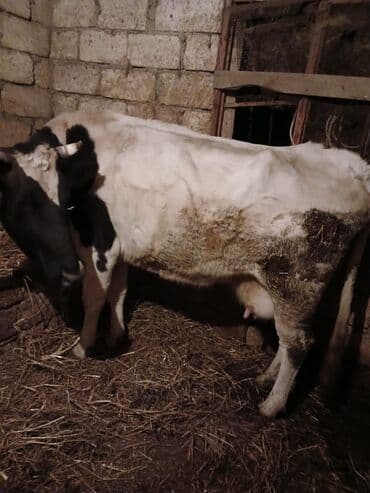 sudluk inekler: Süd istiqamətli inək - Cins: Alaca (qara-ağ rəngli) - Məhsuldarlıq — 2