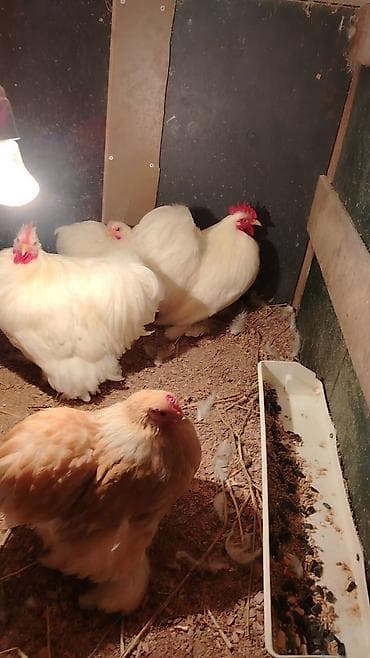 toyuq colpa: Toyuq cücələri, Damazlıq — 3