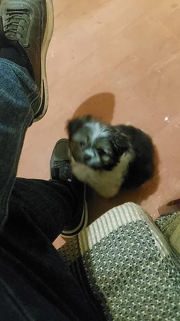 Kiçik ölçülü şirin balaca it balası - Cins: kiçik ölçülü dekorativ