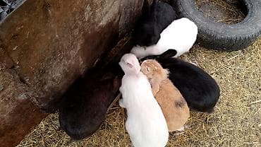 akvarium balıq növləri: Bk — 2