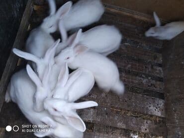 dovşan qiymətləri: Ağ albinos dovşanlar – eyni yuvalamadan olan bir neçə baş. 8 ildir — 7