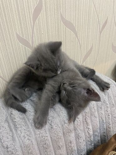 pişik sahiblendirme: 🐾 Britan Blue balaları satışdadır! Ev şəraitində böyüdülmüş, çox sakit — 4