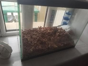 yumurta qoyan heyvanlar: Akvariumla birge su qabi falan. Adlari duti ve pöpü hazir cutdü — 2