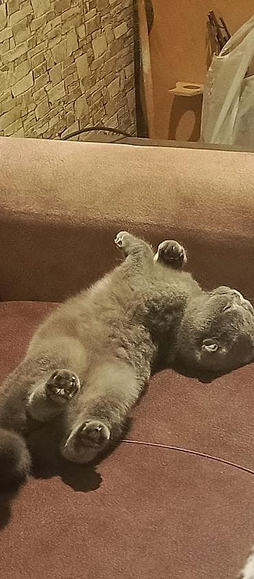 ev pisik: Şotland yastı qulaq — 4