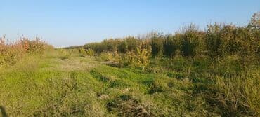 Gübrələr: Goranboy rayonu, Hazırəhmədli kəndində yerləşən 2 hektar meyvə bağı — 8