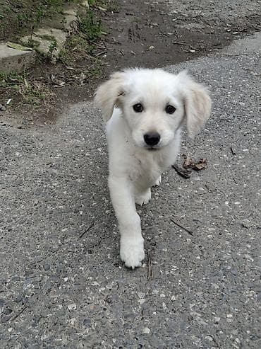afcarka balalari satilir: Retriever, 3 ay, Erkek, Peyvəndli, Ödənişli çatdırılma — 5
