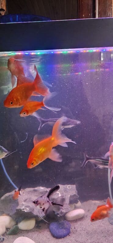 dib balıqları: Qızıl balıq, Sülhsevər — 2