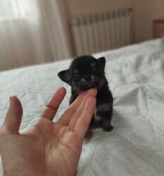 çoban itleri: Çixuahua, 1 ay, Peyvəndli — 8