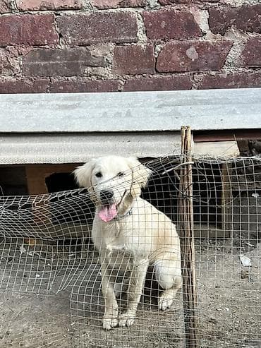 cutlesme disi: Retriever, 6 ay, Dişi — 1