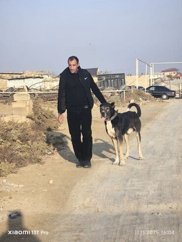 суннот той кыргызча: Алабай — 2